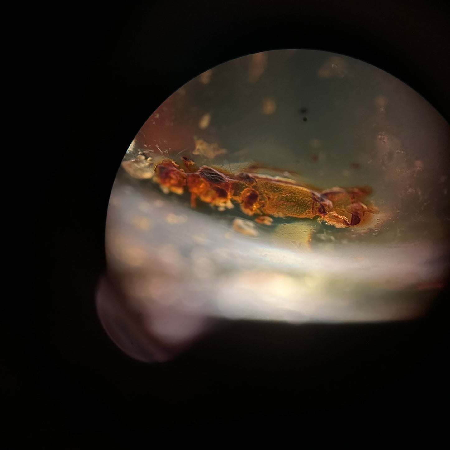 Baltic Amber with Insect Inclusions Tarazed Gems & Jewellery