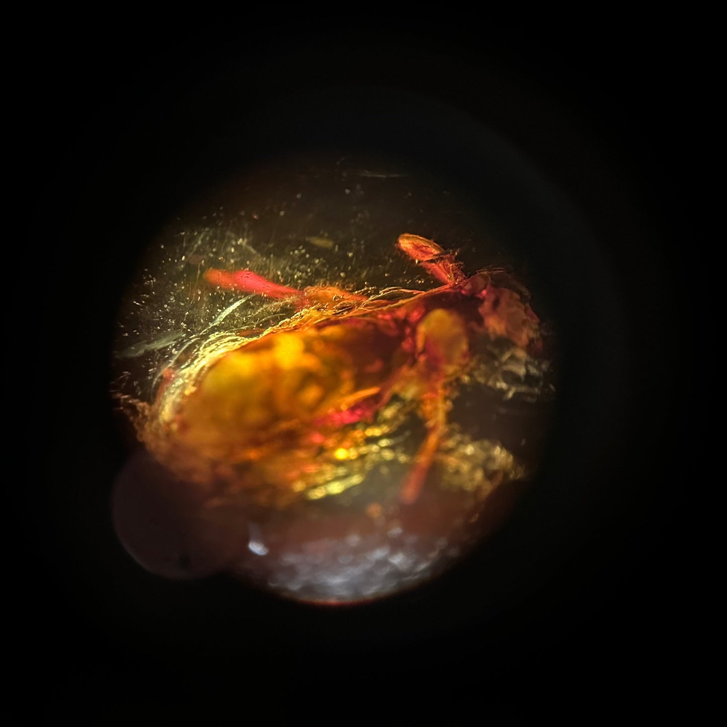 Baltic Amber with Insect Inclusions Tarazed Gems & Jewellery